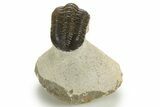 Bargain, Morocconites Trilobite Fossil - Ofaten, Morocco #341318-3